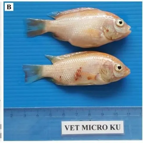 thumbnail for publication: Tilapia Lake Virus (TiLV): a Globally Emerging Threat to Tilapia Aquaculture